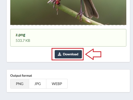 Downloading the Output